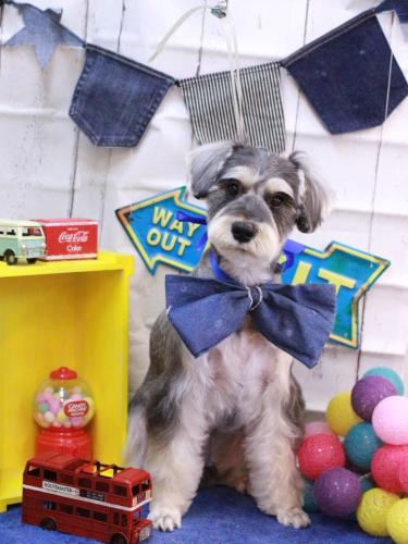 20230421パピコくん